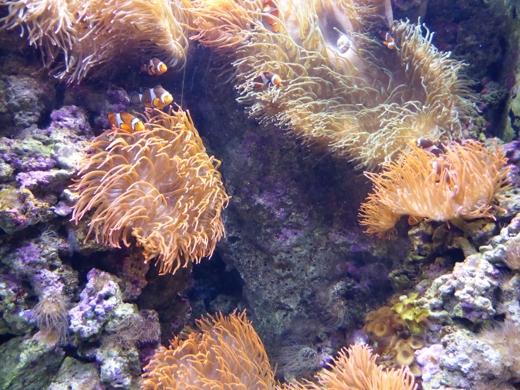 Clownfish and sea anemones at the underwater level of the Tropical Indian habitat at the Lisbon Oceanarium
