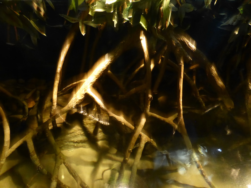 Roots of a mangrove tree at the underwater level of the Tropical Indian habitat at the Lisbon Oceanarium