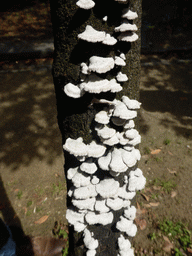 Fungi on a tree at the Jardins Garcia de Orta gardens at the Parque das Nações park