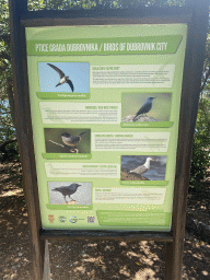 Information on the birds at Dubrovnik City