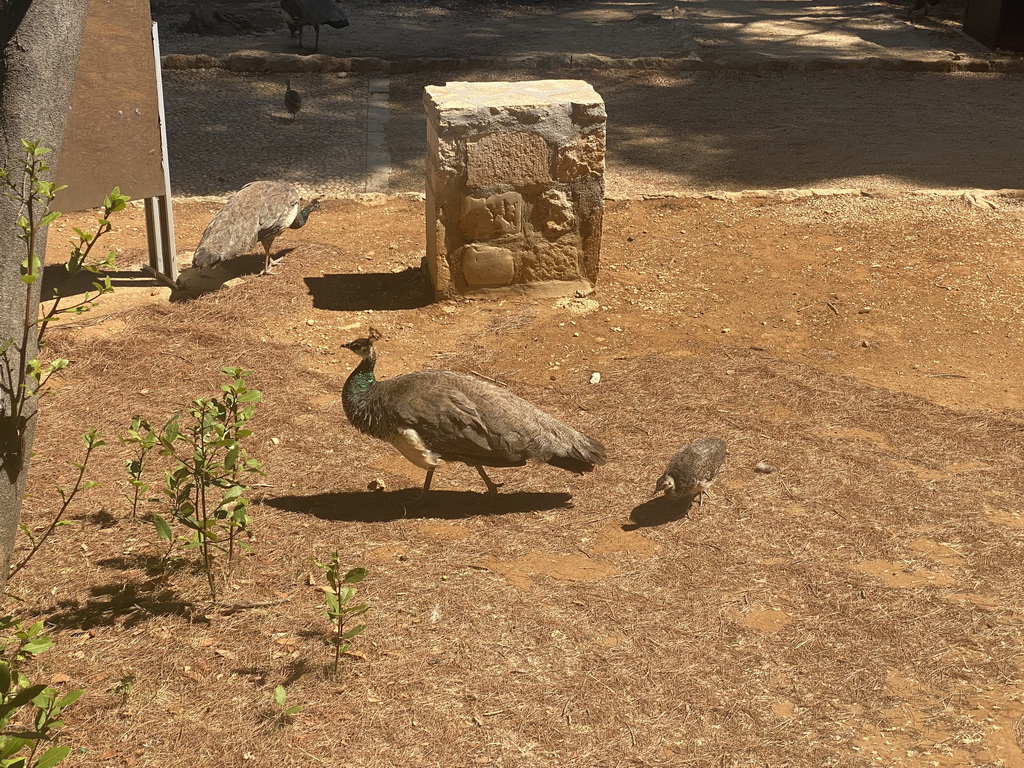 Peacocks at the Lokrum Ulica street