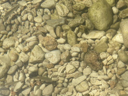 Fishes at the Mrtvo More lake