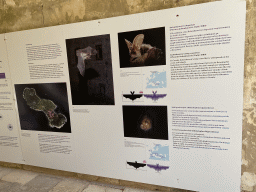 Photographs and information on Bats at Lokrum Island at the northeast side of the Benedictine Monastery of St. Mary