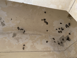 Bats hanging on the ceiling at the northeast side of the Benedictine Monastery of St. Mary