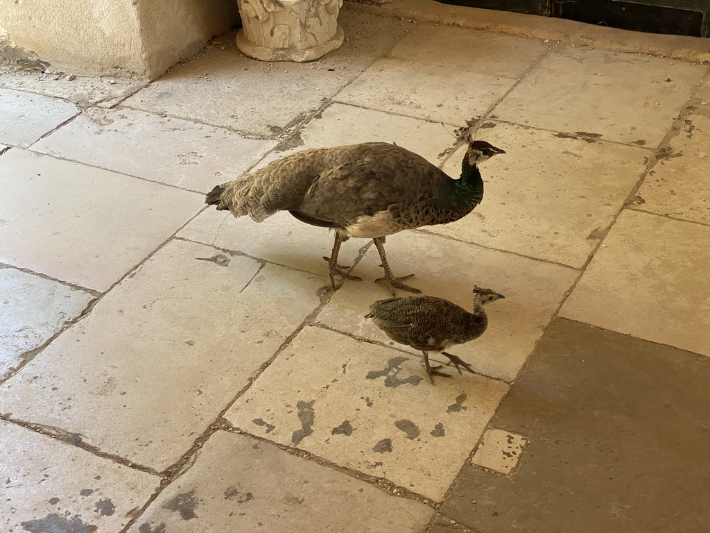 Peacocks at the northeast side of the Benedictine Monastery of St. Mary