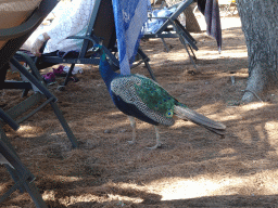 Peacock at the loungers at the Lokrum Main Beach