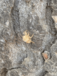 Skin of a Cicada on a tree