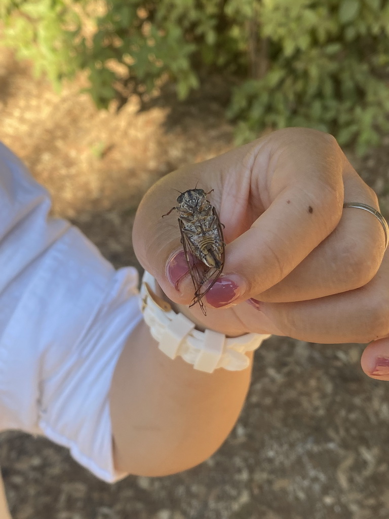 Miaomiao with a Cicada