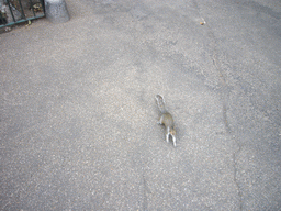 Squirrel in St. James`s Park