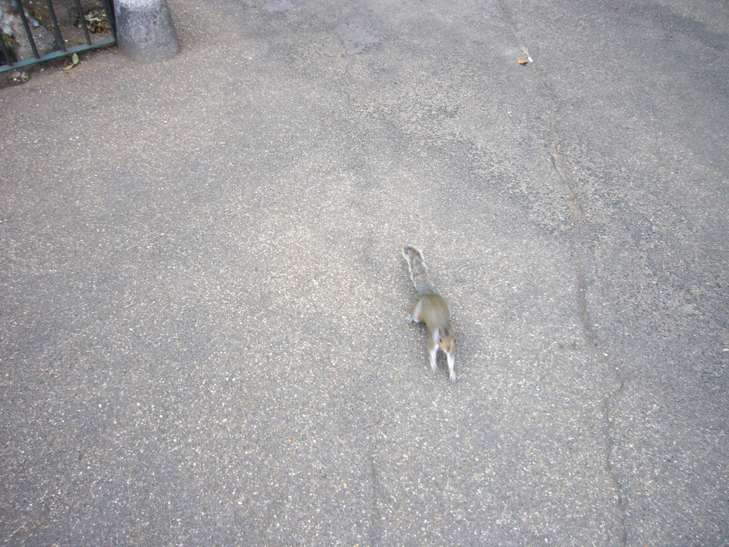 Squirrel in St. James`s Park