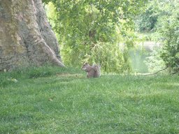 Squirrel in St. James`s Park
