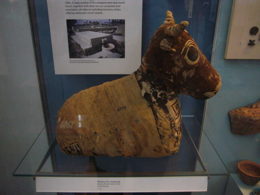 Egyptian bull mummy, in the British Museum