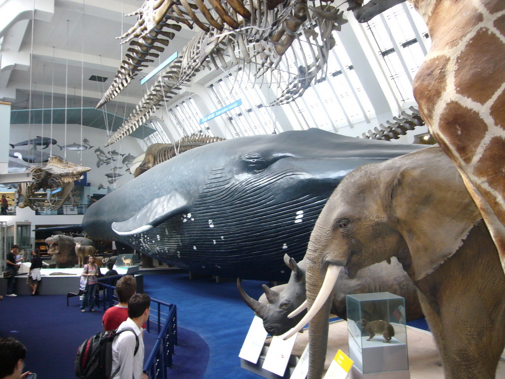 The Mammals Gallery of the Natural History Museum, with a model of a blue whale