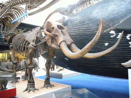 Mammoth skeleton in the Mammals Gallery of the Natural History Museum