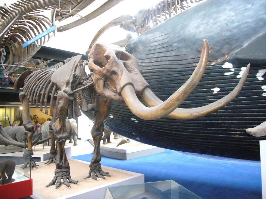 Mammoth skeleton in the Mammals Gallery of the Natural History Museum