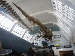 Whale skeleton in the Mammals Gallery of the Natural History Museum