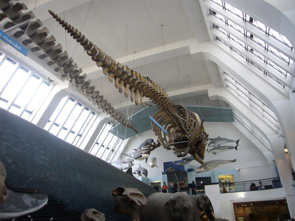 Whale skeleton in the Mammals Gallery of the Natural History Museum