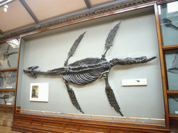 Plesiosaurus skeleton in the Dinosaurs Gallery of the Natural History Museum