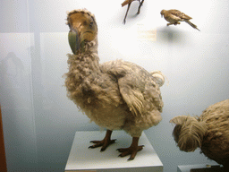 Model of a dodo, in the Mammals Gallery of the Natural History Museum