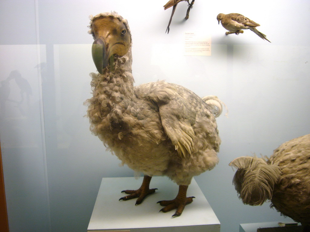 Model of a dodo, in the Mammals Gallery of the Natural History Museum