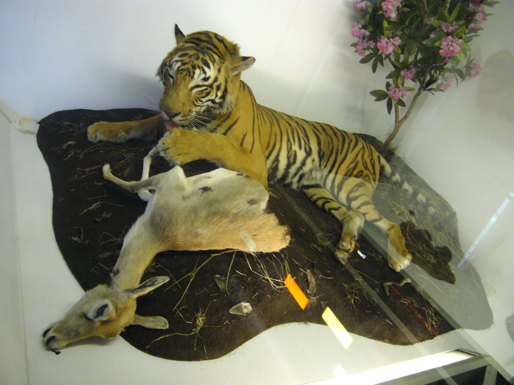 Model of a tiger and a deer, in the Mammals Gallery of the Natural History Museum