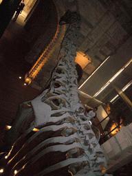 Dinosaur skeleton in the Dinosaurs Gallery of the Natural History Museum