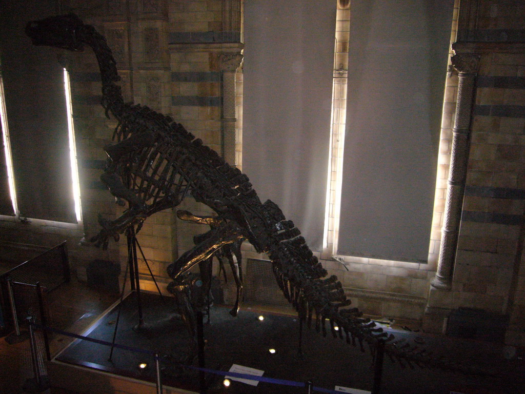 Dinosaur skeleton in the Dinosaurs Gallery of the Natural History Museum