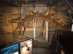 Stegosaurus skeleton in the Dinosaurs Gallery of the Natural History Museum