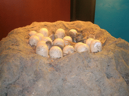 Dinosaur eggs in the Dinosaurs Gallery of the Natural History Museum