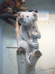 Model of a koala, in the Mammals Gallery of the Natural History Museum