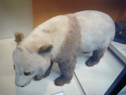 Model of a panda, in the Mammals Gallery of the Natural History Museum