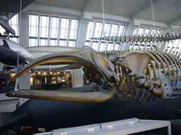 Whale skeleton in the Mammals Gallery of the Natural History Museum