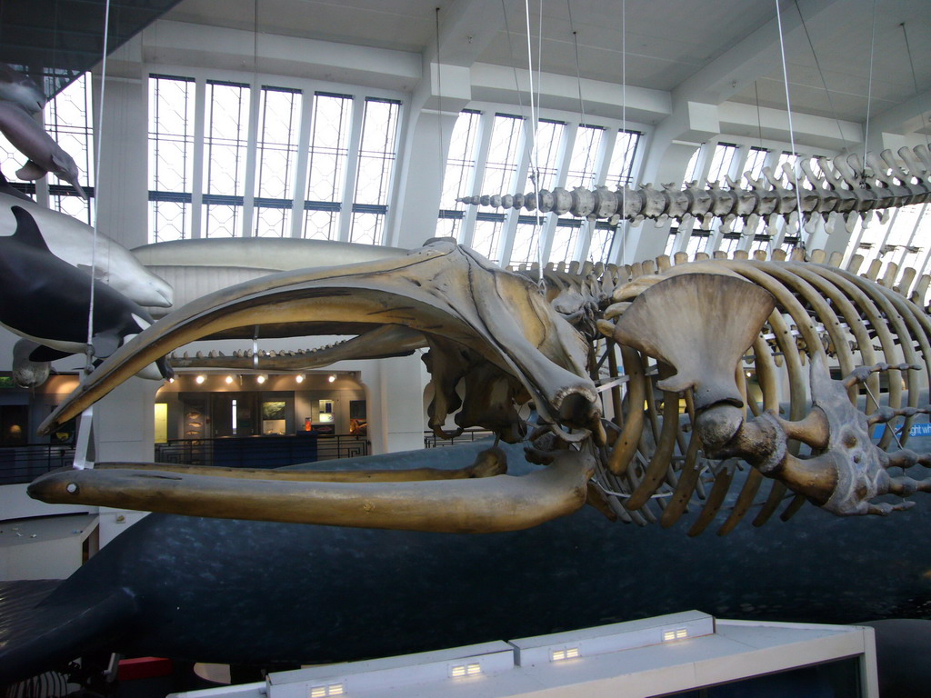 Whale skeleton in the Mammals Gallery of the Natural History Museum