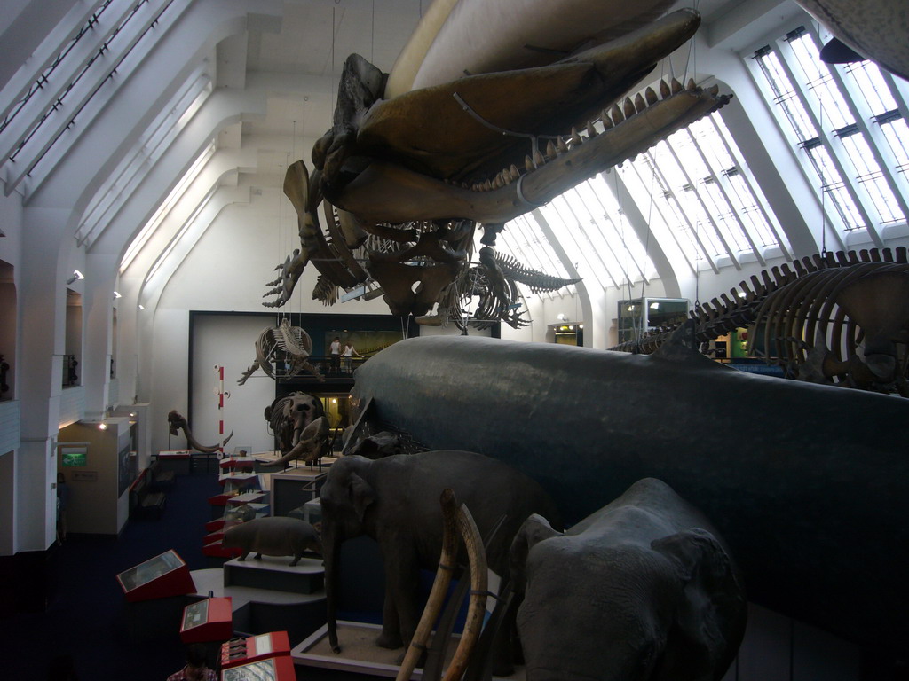 The Mammals Gallery of the Natural History Museum