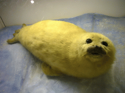 Model of a seal, in the Mammals Gallery of the Natural History Museum