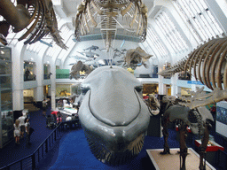 The Mammals Gallery of the Natural History Museum, with a model of a blue whale