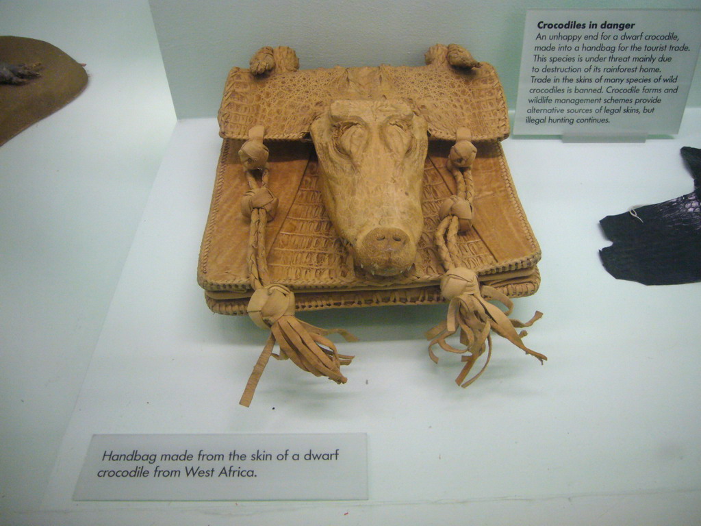 Bag made from crocodile skin, in the Fishes, Amphibians and Reptiles Gallery of the Natural History Museum