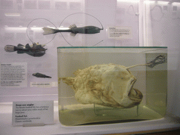 london_1_481 - 153 kb - 1024x768 - Football fish, in the Fishes, Amphibians and Reptiles Gallery of the Natural History Museum Football fish, in the Fishes, Amphibians and Reptiles Gallery of the Natural History Museum