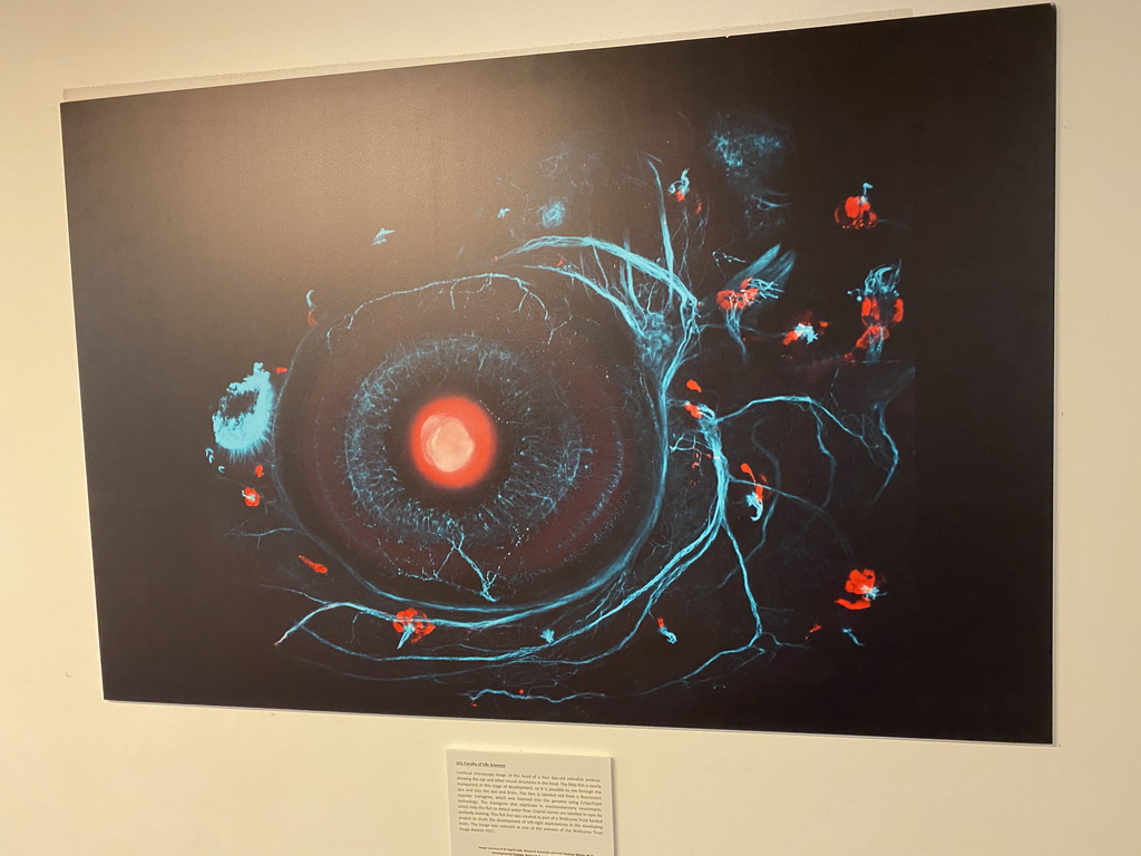 Confocal microscopy image of the head of a four day-old zebrafish embryo, at the UCL office at the First Floor of the Maple House, with explanation