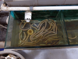 Worms at our lunch restaurant in the Longkou Harbour