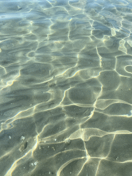 Fishes at the Plaa Grand beach