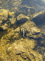 Fish at the beach in front of the Church of Sveta Marija od pilice