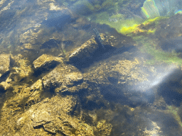 Fish at the beach in front of the Church of Sveta Marija od pilice