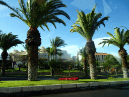 Palm trees at the Avenida Amsterdam street, viewed from the rental car