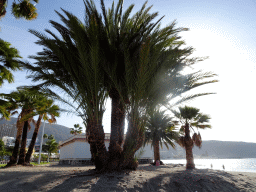 Palm trees at the Playa de Los Cristianos beach