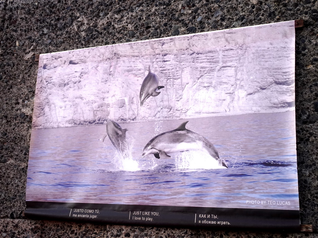 Photograph of Dolphins at the Calle Poblado Marinero street