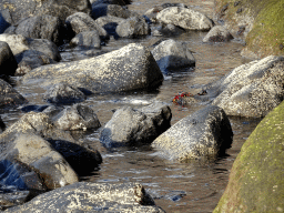 Rocks and a crab at the northeast side of the Playa de los Gigantes beach