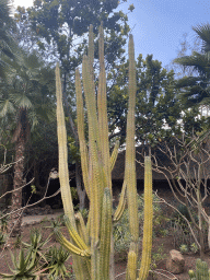 Cactus at the Palmitos Park