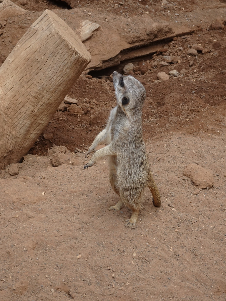 Meerkat at the Palmitos Park