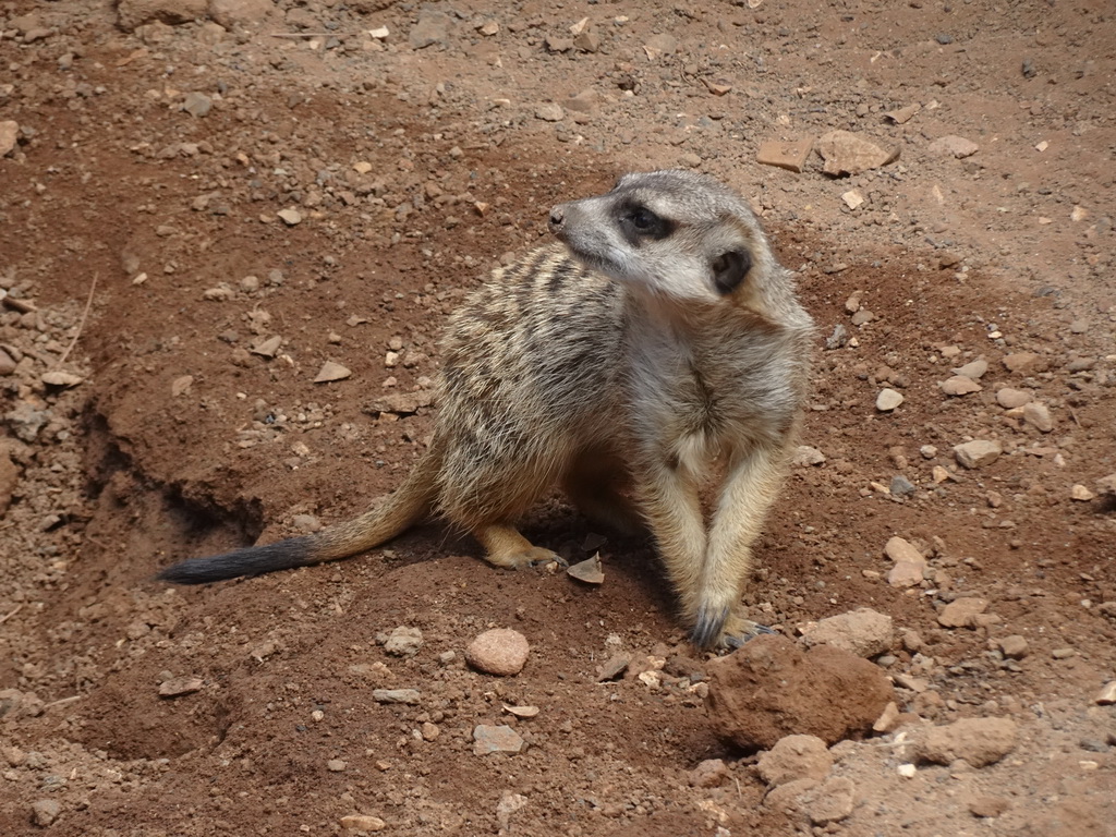 Meerkat at the Palmitos Park